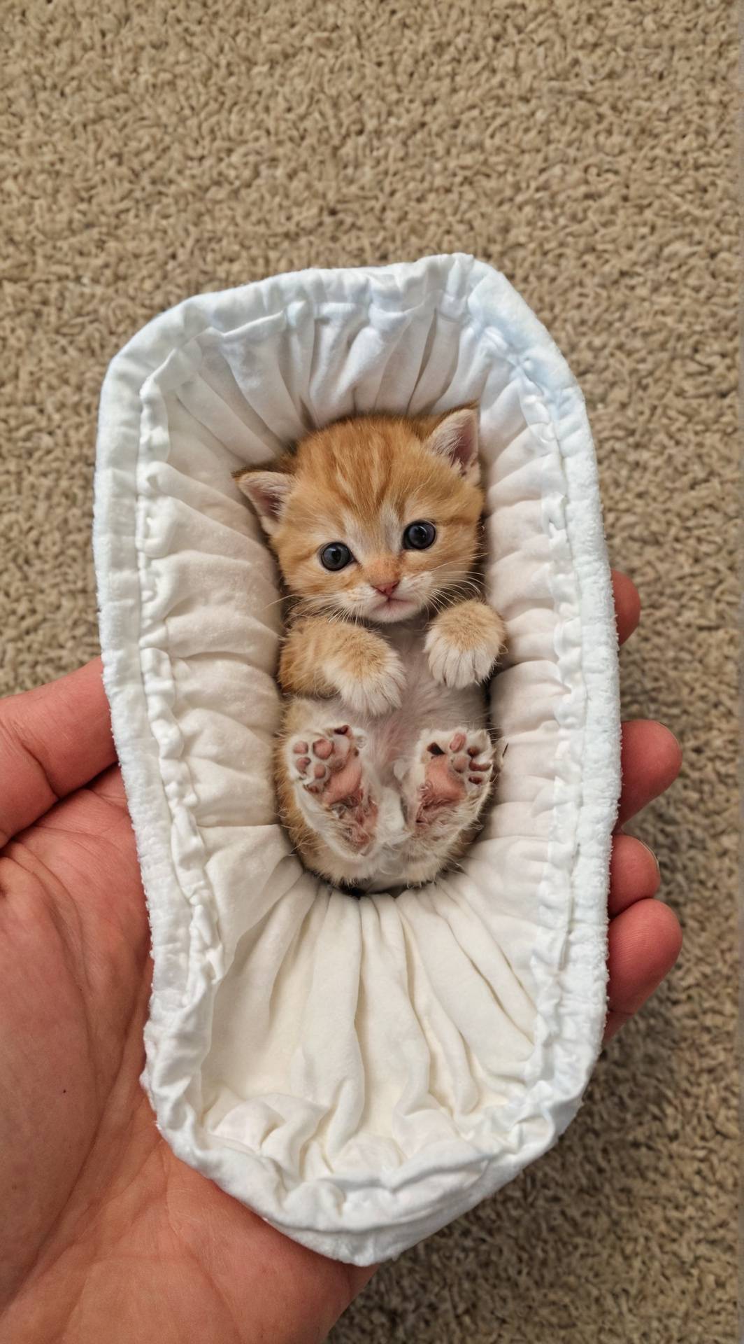 ai character: Baby kitten background