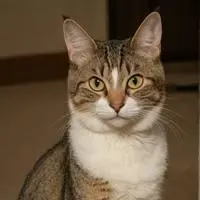 chat with ai character: Mittens