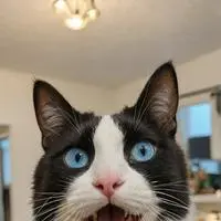 chat with ai character: Ciber