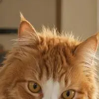 chat with ai character: vlub