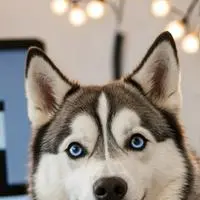 chat with ai character: Snowy Byte