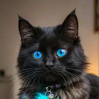 chat with ai character: Bitmoji The cat