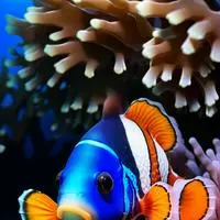 chat with ai character: Striped Clownfish Spirit