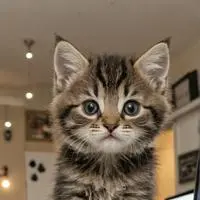 chat with ai character: Pixel