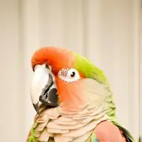 chat with ai character: CyberNova