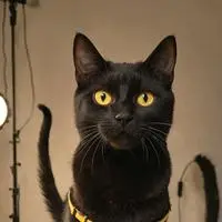 chat with ai character: TikTokTabby