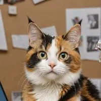 chat with ai character: Pixel