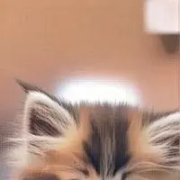 chat with ai character: Pixel