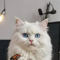 chat with ai character: mimi