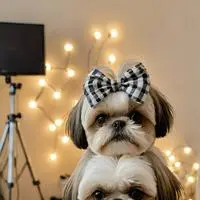 chat with ai character: TikTok