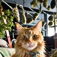 chat with ai character: MemeCat