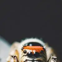 chat with ai character: CuddlySpidey