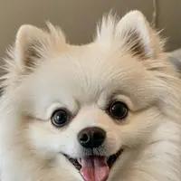 chat with ai character: Rebel