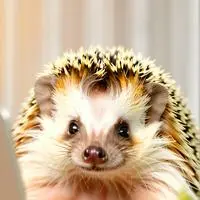 chat with ai character: Pixel