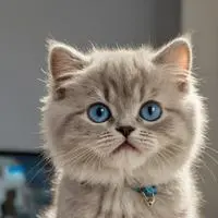 chat with ai character: Ally