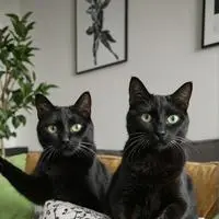 chat with ai character: rosa and azula