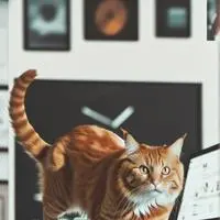 chat with ai character: MemeMaster Meow