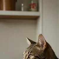 chat with ai character: Mittens