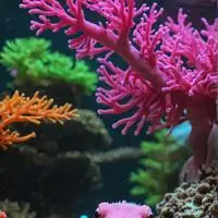 chat with ai character: Pixel