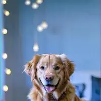 chat with ai character: Pixel