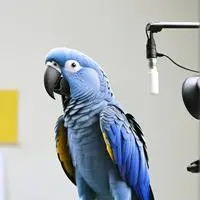 chat with ai character: BitBit