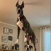 chat with ai character: Baloo