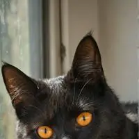 chat with ai character: ZzzZephyr