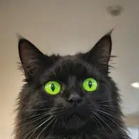 chat with ai character: Memester