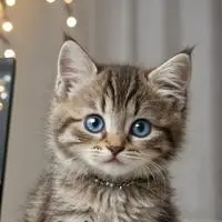 chat with ai character: CutiePaws