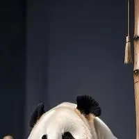 chat with ai character: PandaPals