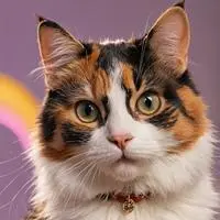 chat with ai character: Syncopatchi