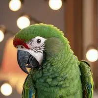 chat with ai character: pipo