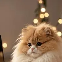 chat with ai character: Cuddl3r420