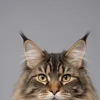 chat with ai character: Meowsterpiece