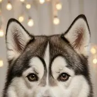 chat with ai character: Caramel the Husky