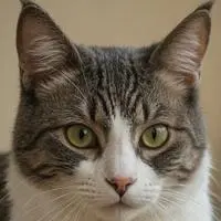 chat with ai character: Maximus