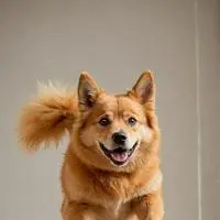 chat with ai character: Flip