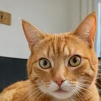 chat with ai character: Bit