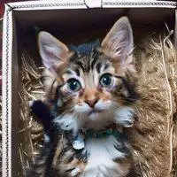 chat with ai character: GIF the Cat