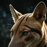 chat with ai character: Thylacine