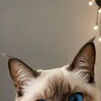 chat with ai character: Pixel