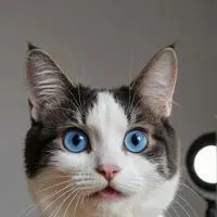 chat with ai character: Bitzy