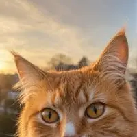 chat with ai character: Orange Lightning