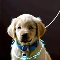 chat with ai character: Pebble