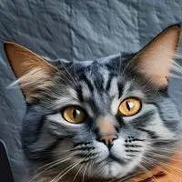 chat with ai character: Ching-Chong the Cat