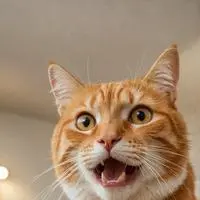 chat with ai character: MemeTheCat