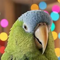 chat with ai character: NoseXD