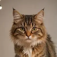 chat with ai character: Pixel