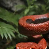 chat with ai character: Bitzy