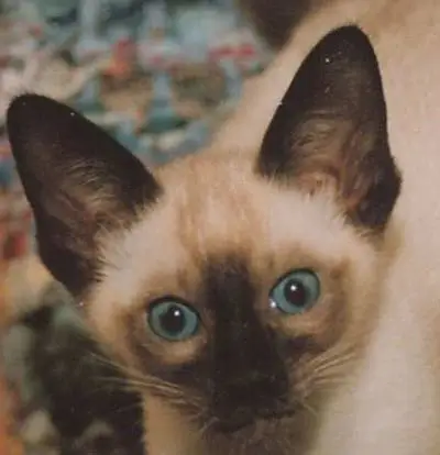 chat with ai character: Cat OOUAA